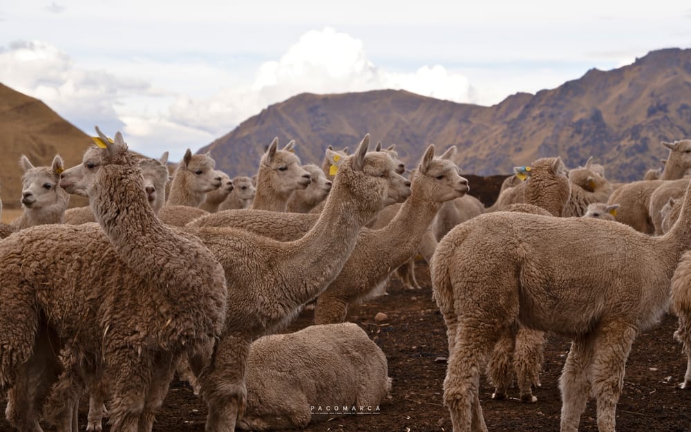 Lote de 7 alpacas